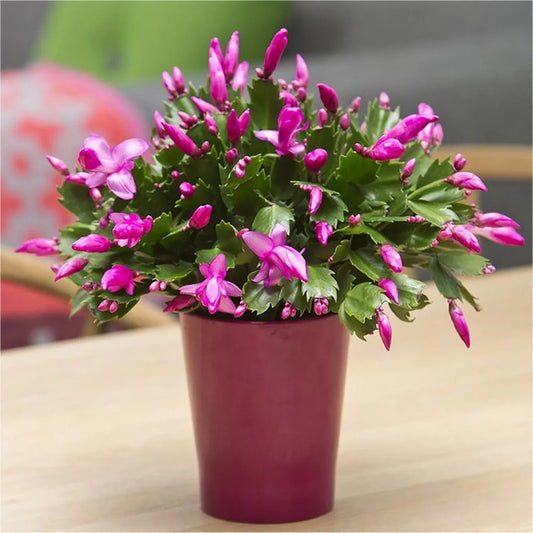 Bloom All Year: Essential Christmas Cactus Care Tips for Plant Lovers - Tree Treasures