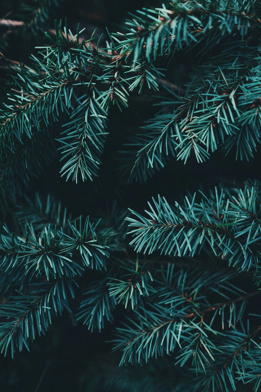 Comparative Look at Real vs. Artificial Christmas Trees for Holiday Décor - Tree Treasures