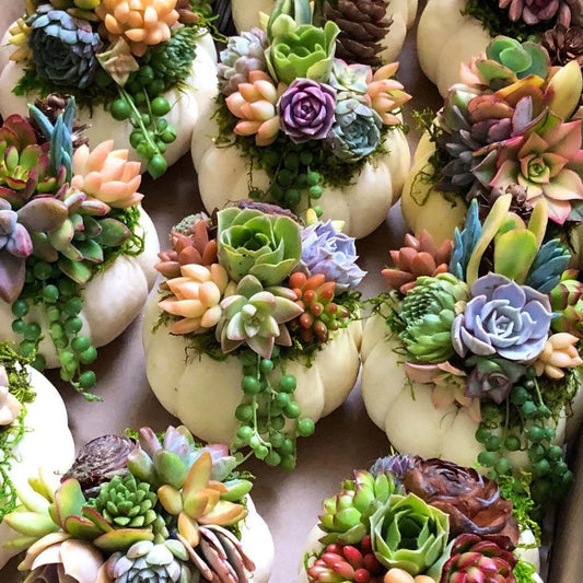 Gratitude Through the Holidays: Thanksgiving to Christmas - Tree Treasures